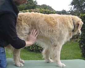 Almen undersøgelse af en hund
