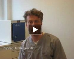 Dyrlægens videoblog, juli 2010. Den nye hundelov