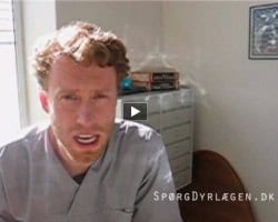 Dyrlægens videoblog, okt 2010 - Spørgsmål og svar