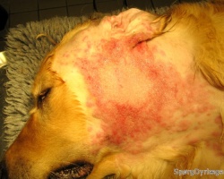 Sådan ser et hotspot hos hund ud efter at pelsen er barberet af og eksem-såret er blevet renset
