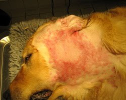 Hotspot hos hund (retriever eksem) er en voldsom og kløende hudbetændelse. Her er en hund med et stort udslæt under øret