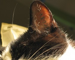 Øremærkning hos katte består af 3 tal og 3 bogstaver og kan ses direkte i øret