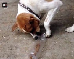 Tre hurtige og billige tips til aktiveringslegetøj din hund med hundefoder. Det modvirker overvægt og kedsomhed.
