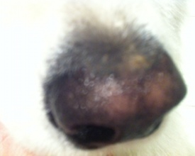 Billede af hundesnude der blivere lysere ved at miste pigment