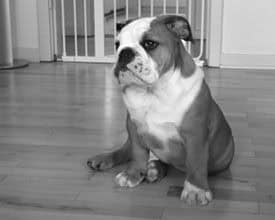 Engelsk bulldog hvalp halter bagben. Kan det være vokseværk eller dysplasi