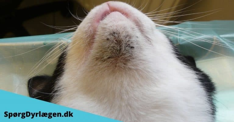 Akne hos katte giver sort hage eksem