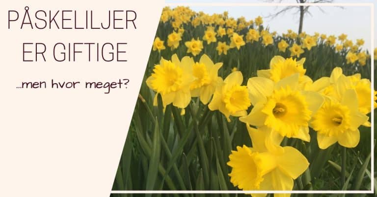 Påskeliljer er giftige for katte og hunde (Narcissus pseudonarcissus)
