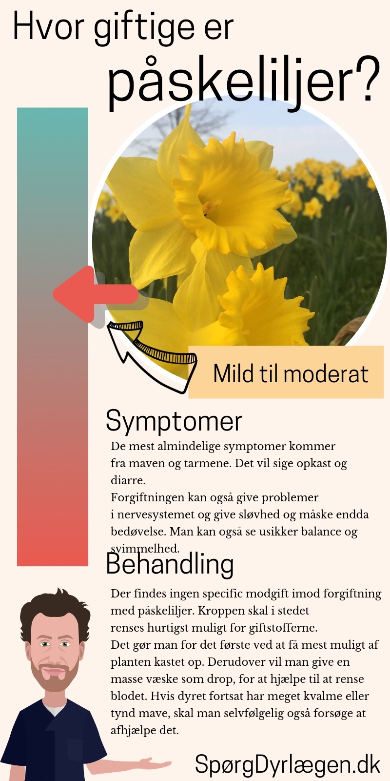 Infografik om påskeliljer er giftige for katte og hunde