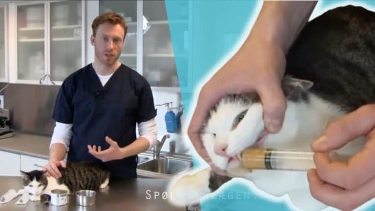 Videoguide til at tvangsfodre din syge kat på en kærlig måde