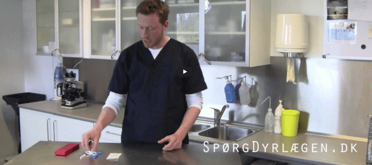 Chipmærkning af katte (video med hvordan det foregår)