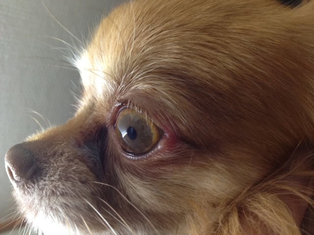 Bygkorn eller haglkorn hos hund