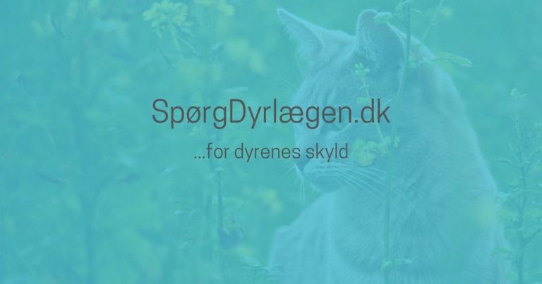 Hvad skal min kat veje? Og hvordan finder jeg dens idealvægt?