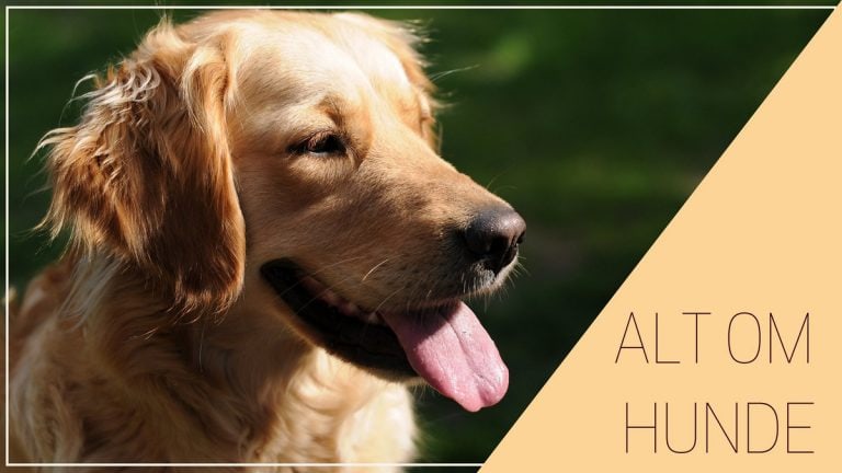 Er hunde kilde og hvorfor sparker de når du klør den?