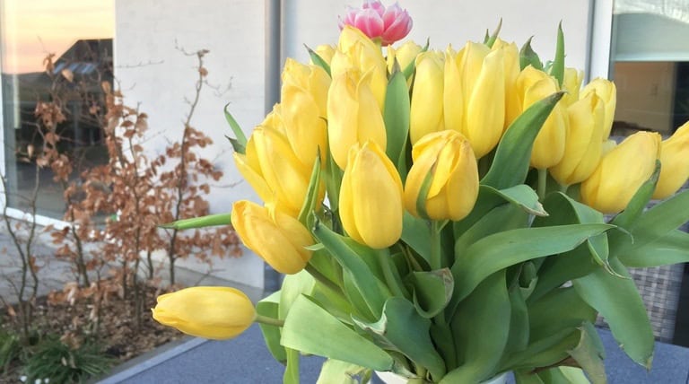 Denne buket smukke tulipaner er giftige for hunde og katte