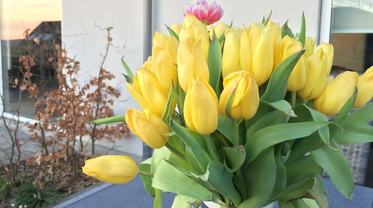 Denne buket smukke tulipaner er giftige for hunde og katte