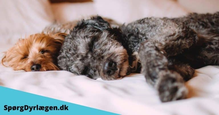 Spørg din dyrlæge online om sygdomme hos hunde