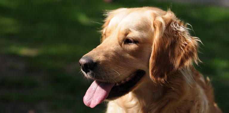 Forstørret prostata hund: Med og uden smerte