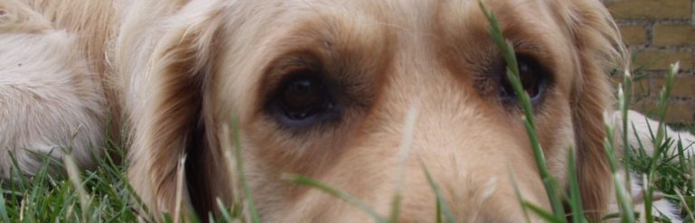 Hoste og nysen fra en hund?