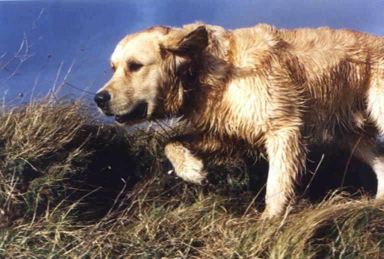 Hvad er symptomerne på en hund med blodprop?