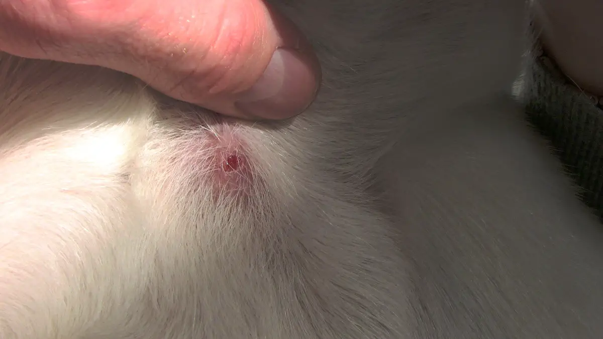 Betændelse i huden på en hund efter flåtbid