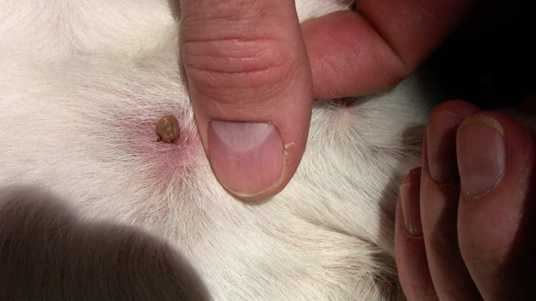 Flåtbid på hund som her på billedet kan give borrelia hund