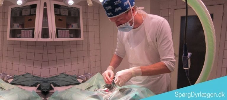 Mine svar til din OSO opgave om at være dyrlæge