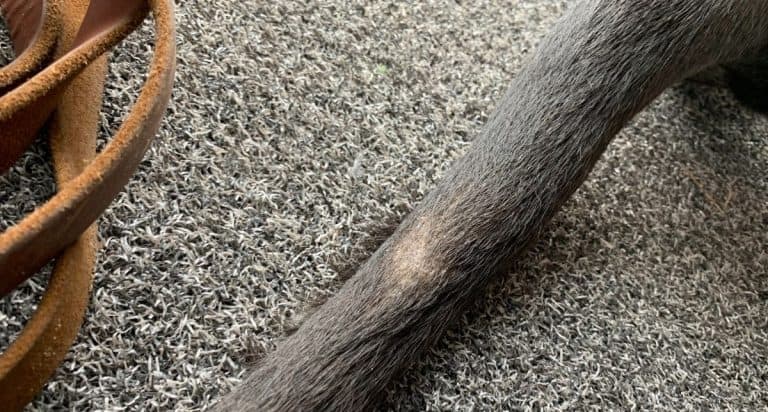 Halekirtel Violet-kirtlerne på hund
