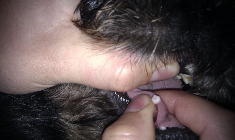 vækst på tungen på en hund