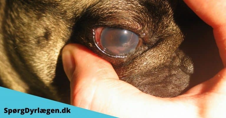 Øjenbetændelse hos hunde og muligheder for behandling