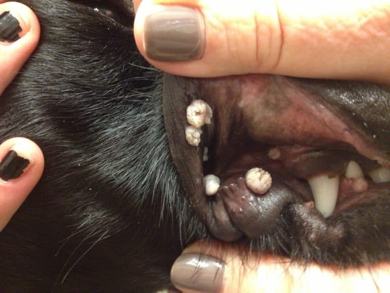 Vorter hos hunde: 5 typer alle hundeejere bør kende