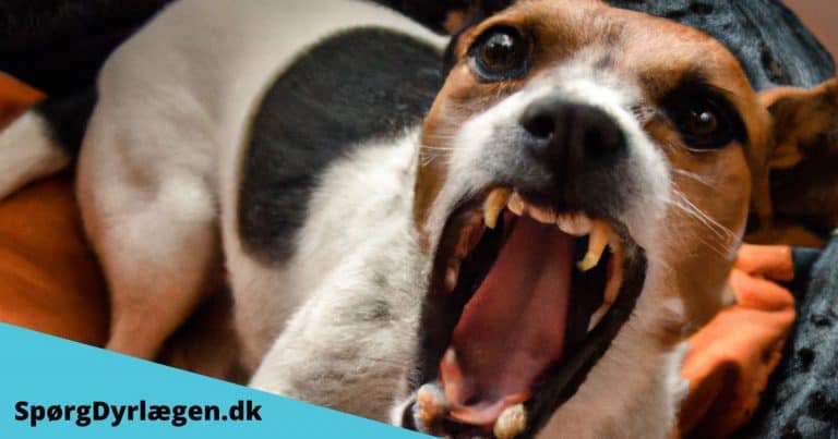 Bange hund med adfærdsproblemer