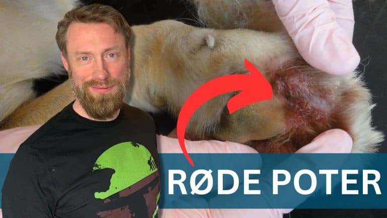 Hund bider og slikker sig i røde poter: Komplet liste