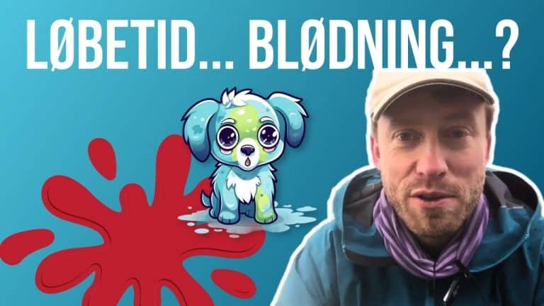 Løbetid hos hunde. Hvor længe er det normalt at bløde?
