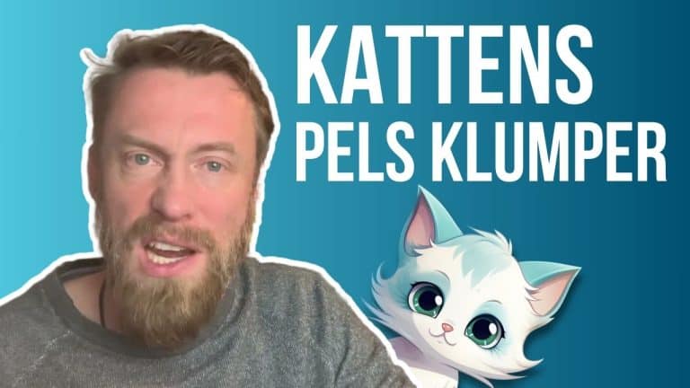 Hvorfor får katten klumper og knuder i pelsen?