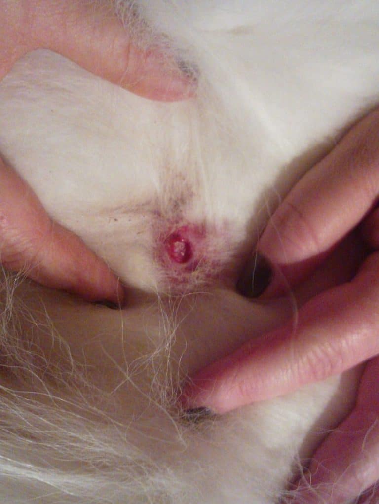 Hund med åbent sår på halsen?