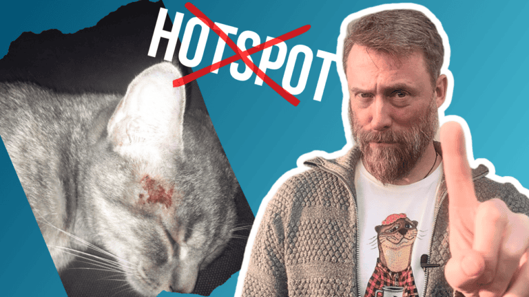 Katte får ikke hotspots – de får noget andet, der ligner