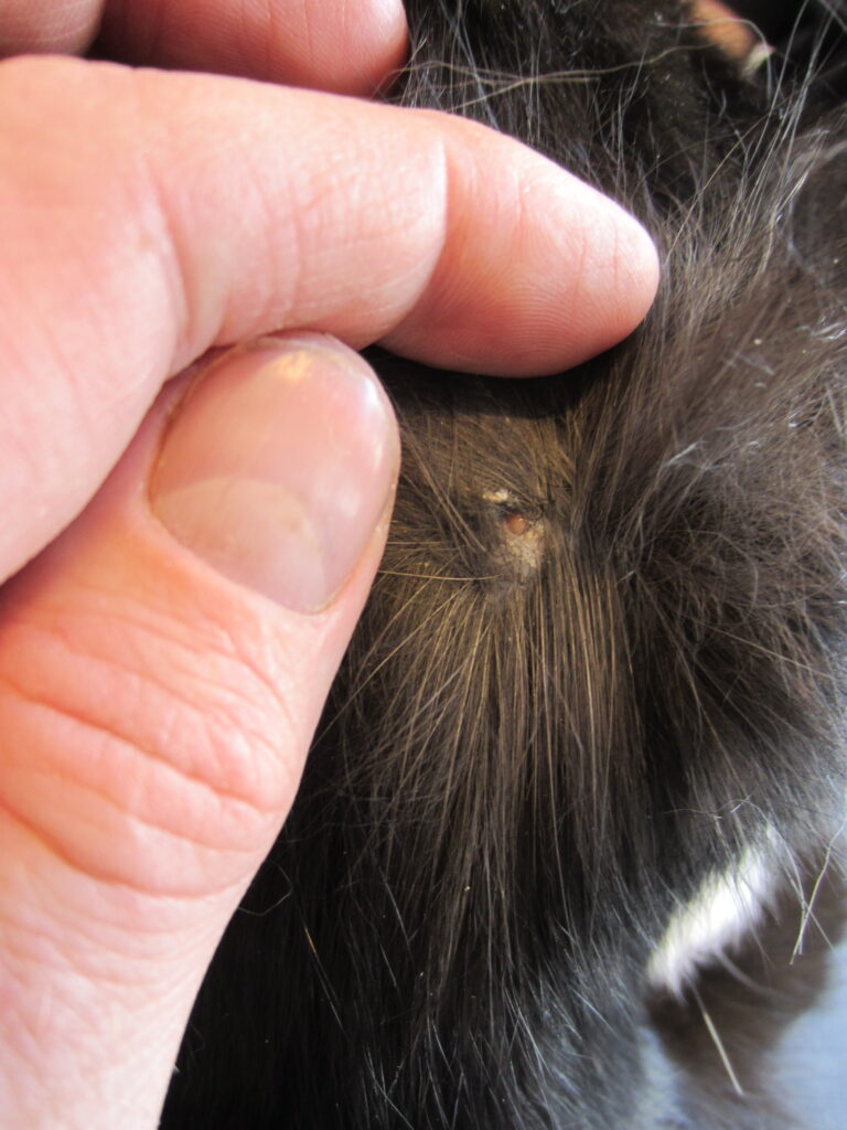 Kat med to-tre dage gammel byld, hvor der kan presses lidt pus fra et punktformigt sår. Privatfoto.