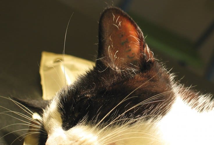 Øremærkning eller chipmærkning af katte. Hvad er bedst?