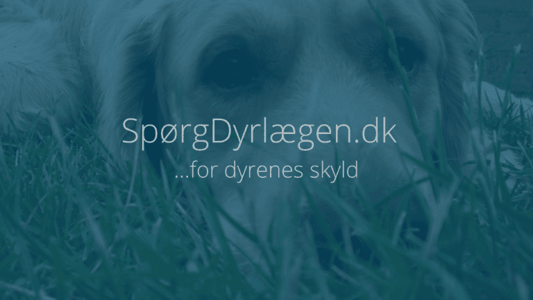 Hund pludselig urenlig: 11 grunde til hvorfor din hund tisser indenfor