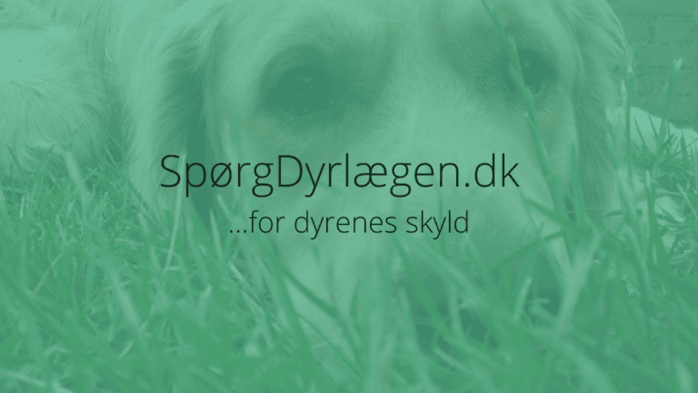 Min hund har fået afløbsrens! Hvad gør jeg?